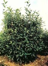 安徽1號 安徽1號