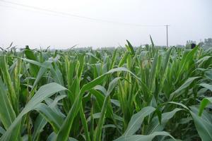 頂腐病多種症狀且兼有玉米螟發生