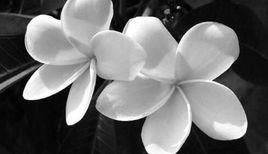 雙生花[傳說中的植物]