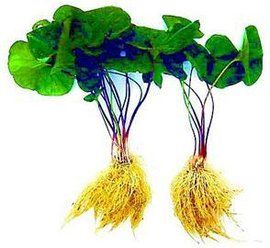 遼細辛(變種) 遼細辛(變種)