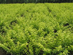 裂果女貞 裂果女貞