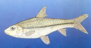 北方銅魚 北方銅魚