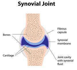 關節囊滑液 關節囊滑液