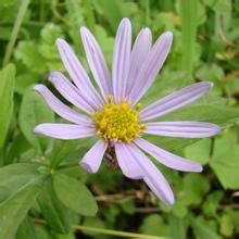 北方馬蘭 北方馬蘭