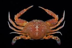 擁劍梭子蟹 擁劍梭子蟹