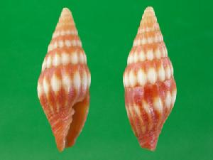 玉珠蛹筆螺 玉珠蛹筆螺