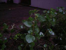 草胡椒屬 草胡椒屬