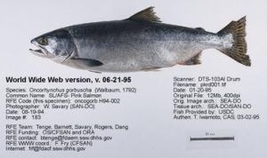 太平洋鮭屬 太平洋鮭屬