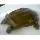 清燉龜肉 清燉龜肉