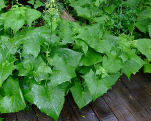 星葉蟹甲草 星葉蟹甲草