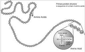 肽是一種鏈狀的胺基酸聚合物