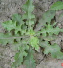 野洋菸根 野洋菸根