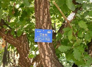 靈空山遼東櫟母樹林種子 靈空山遼東櫟母樹林種子