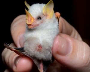 白外葉蝠 白外葉蝠