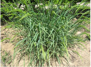 西安植物園引種栽培成功的華山新麥草