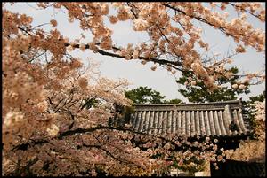 （圖）醍醐寺