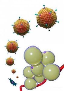 腺病毒-36 腺病毒-36