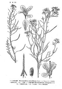 葉城小蒜芥 葉城小蒜芥