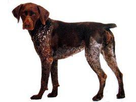 德國波音達犬 德國波音達犬