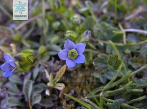 黑邊假龍膽 黑邊假龍膽