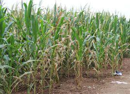 玉米地村 玉米地村