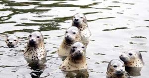 大連斑海豹保護區 大連斑海豹保護區