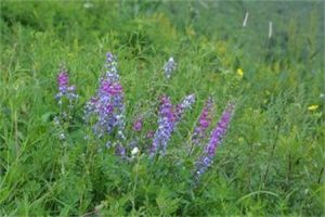 拉德京棘豆 拉德京棘豆