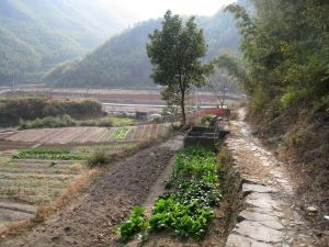 板昌嶺古道 板昌嶺古道