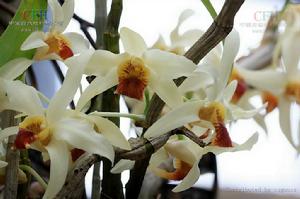 尖刀唇石斛 尖刀唇石斛