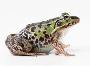 Lithobates catesbeiana(Shaw)