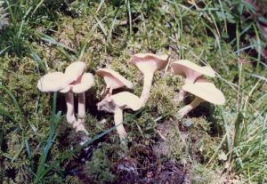 白霜杯傘 白霜杯傘