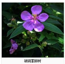 破碗掌腳樹 破碗掌腳樹