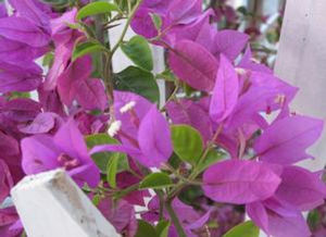 海南桑葉草 海南桑葉草