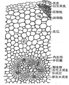 北細辛（根）橫切面詳圖