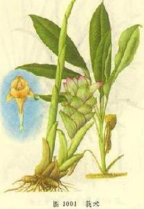 頂花莪術 頂花莪術