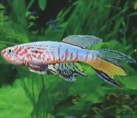 三叉琴尾魚 三叉琴尾魚