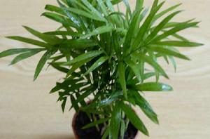 袖珍椰子 袖珍椰子