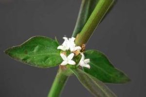 鴨舌黃屬 鴨舌黃屬