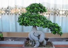 榕樹盆景
