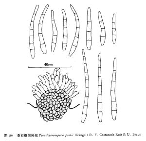 番石榴假尾孢 番石榴假尾孢
