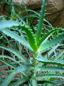 木立蘆薈 木立蘆薈