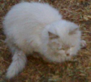 愛貓愛奧運社區工作社