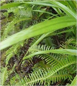 黃竹參[黃竹參]