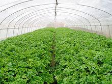 無公害蔬菜基地