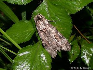 白薯天蛾 白薯天蛾