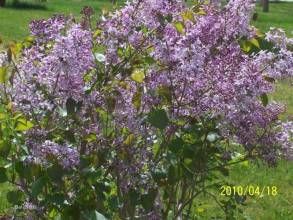 齧瓣景天 齧瓣景天