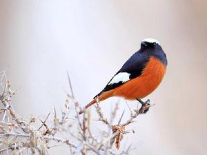 紅腹紅尾鴝普通亞種 紅腹紅尾鴝普通亞種