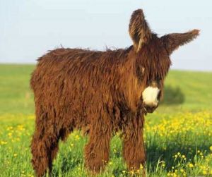 普瓦圖驢 普瓦圖驢