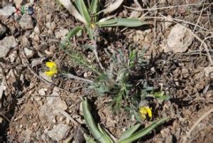 輪葉委陵菜 輪葉委陵菜