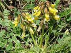 康定黃耆 康定黃耆